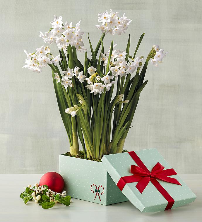 Paperwhites Bulb Garden in Gift Box